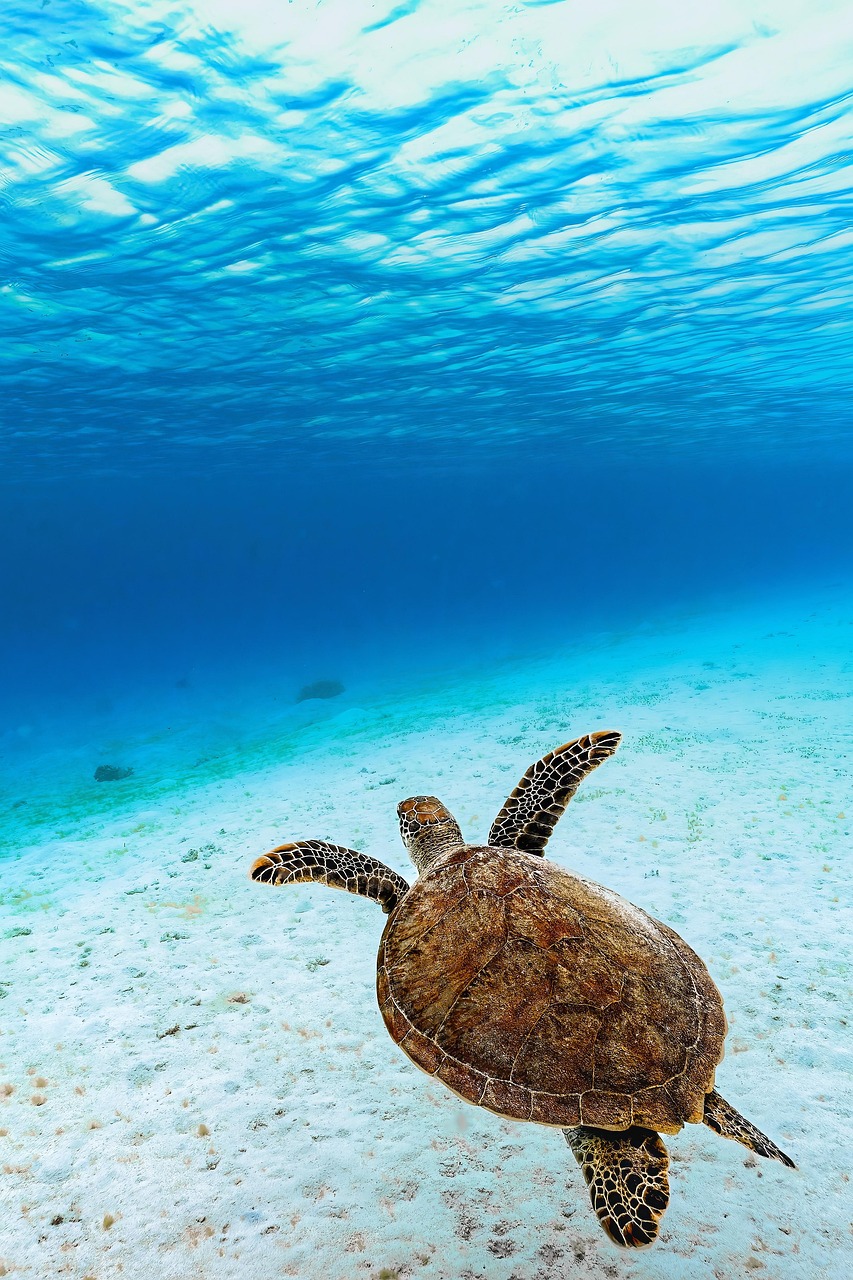 Green sea turtle underwater