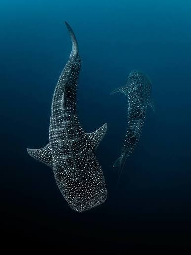 Whale shark encounter on a BubbleTrail dive trip