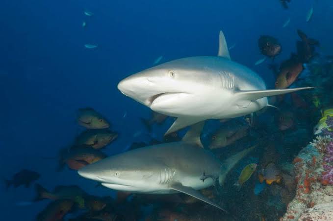 Pelagic diving in South Ari Atoll