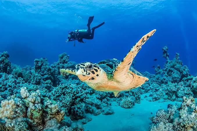 Scuba diving in Kavaratti, Lakshadweep, India