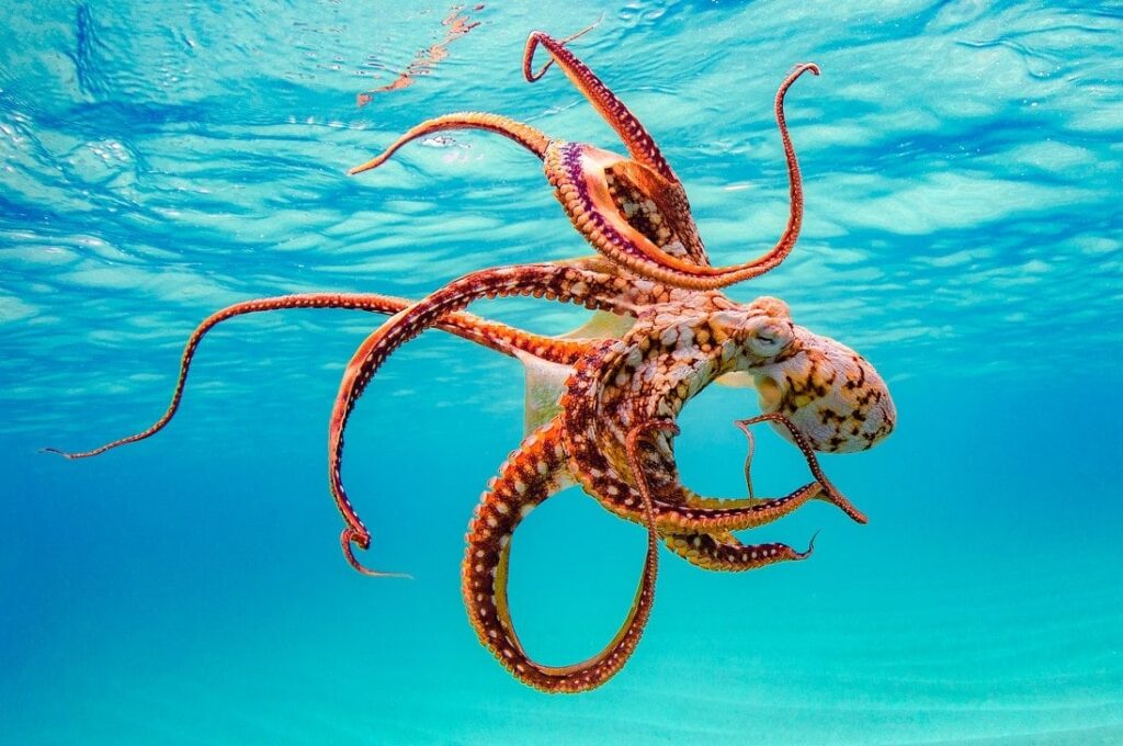 whimsical smy01